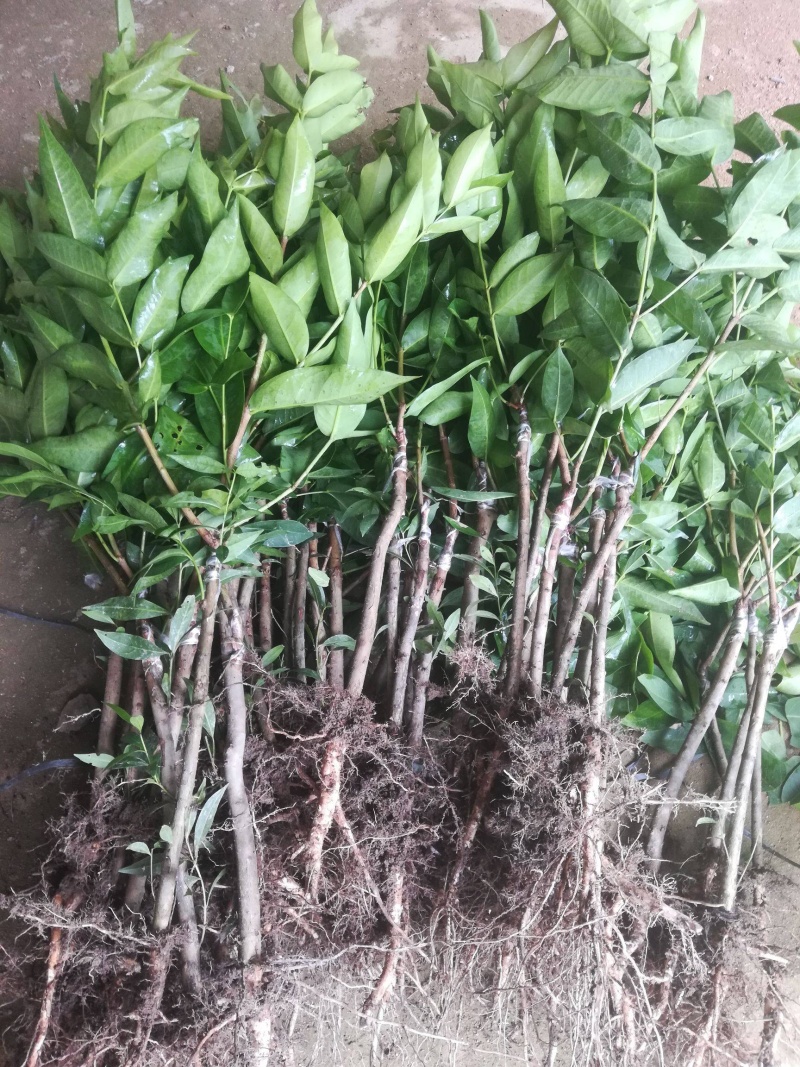 黑金刚莲雾苗当年种植当年结果