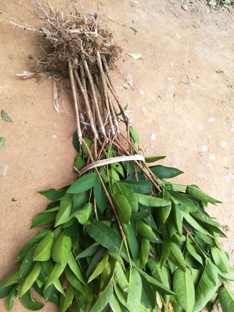 黑金刚莲雾苗当年种植当年结果