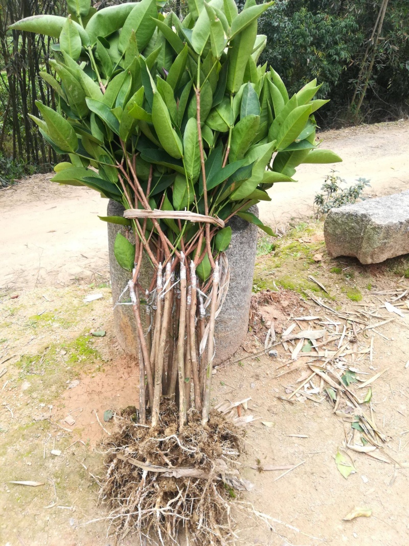 黑金刚莲雾苗当年种植当年结果