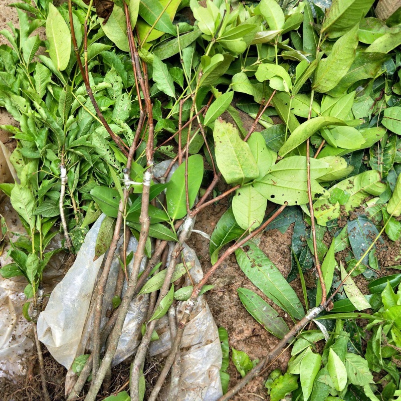 黑金刚莲雾苗当年种植当年结果