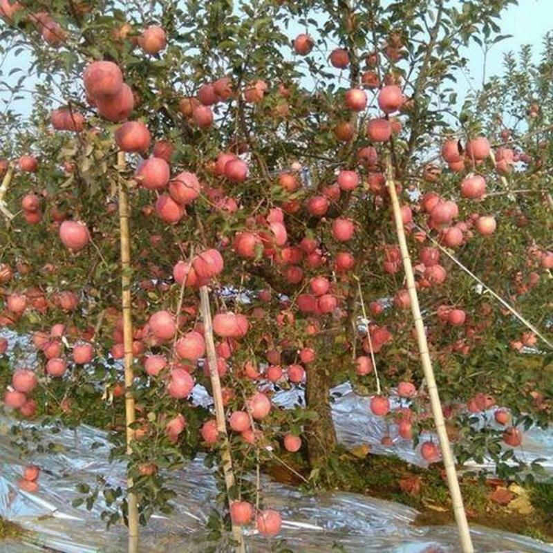 苹果树苗众一鲁丽爱妃冰糖心维纳斯黄金保品种技术