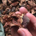 中药材木棉花干农家自晒木棉花包邮价农家初选111