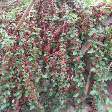 【桑葚种苗】黑珍珠桑葚苗清甜可口