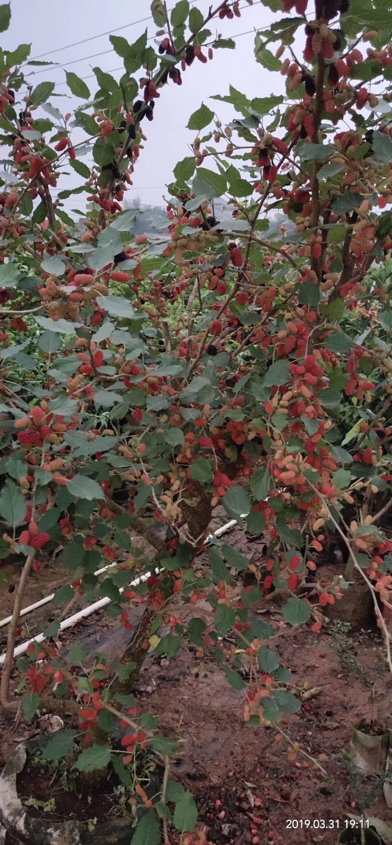 【桑葚种苗】黑珍珠桑葚苗清甜可口