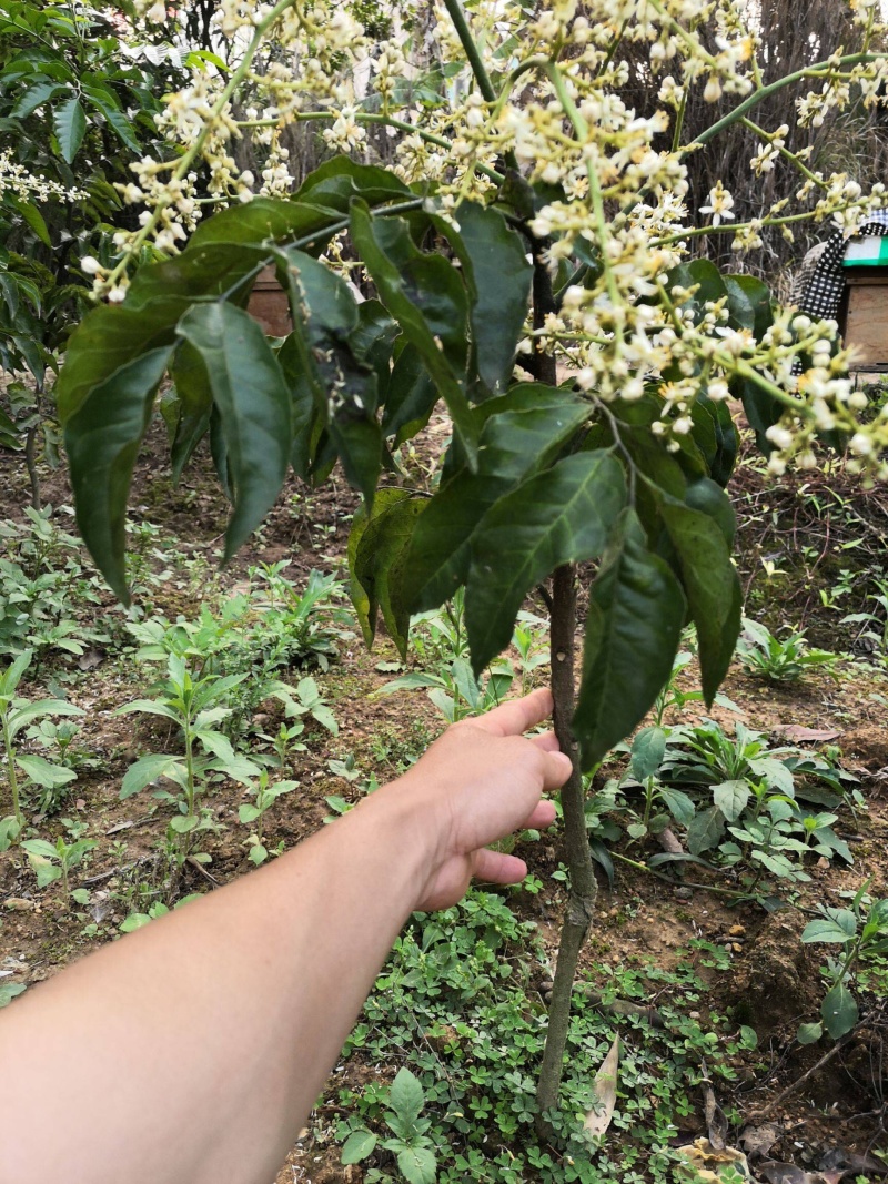 无核黄皮果苗当年种植当年结果