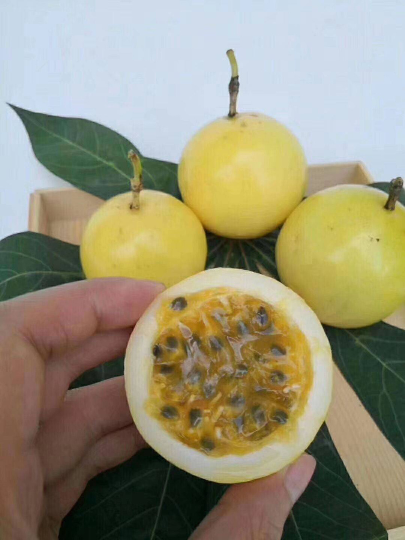 黄金百香果苗嫁接黑色营养杯苗