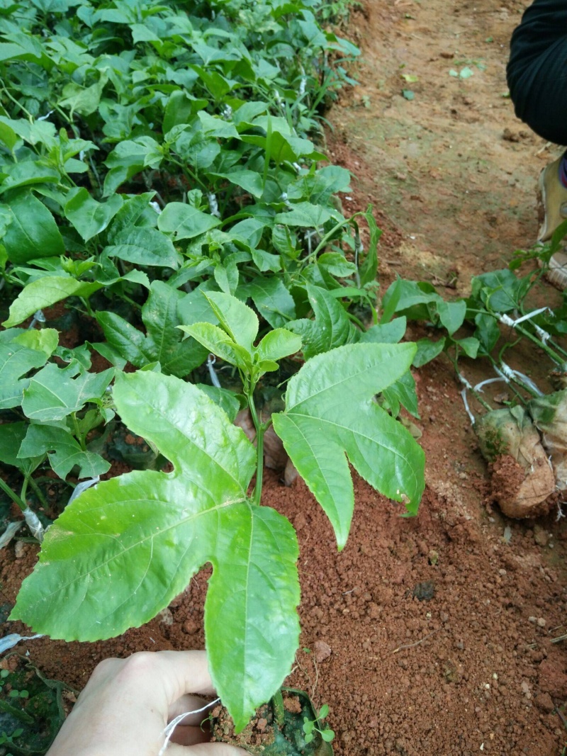 紫香1号百香果苗种植一年投产高产量