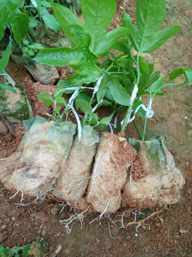 紫香1号百香果苗种植一年投产高产量