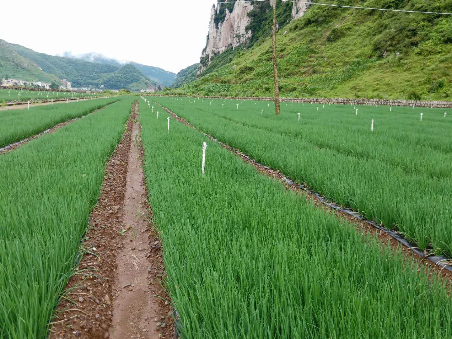 维纳斯洋葱田全景