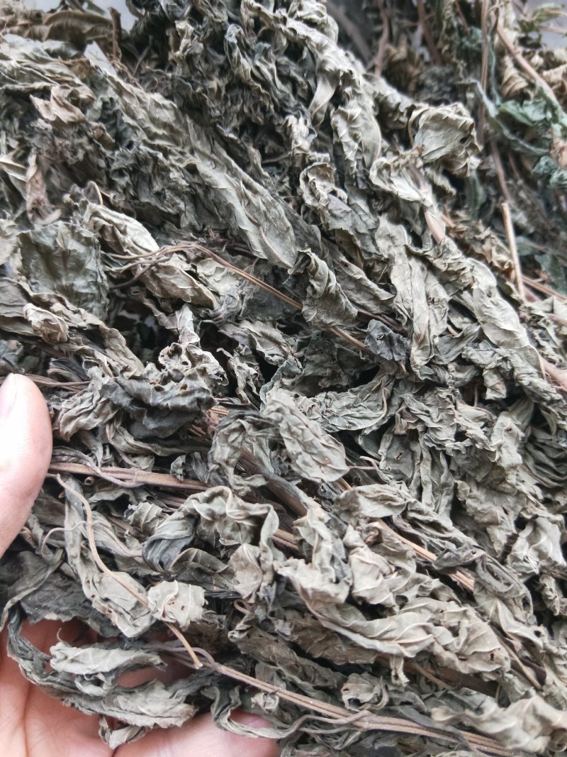 溪黄草