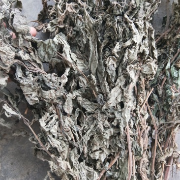 溪黄草