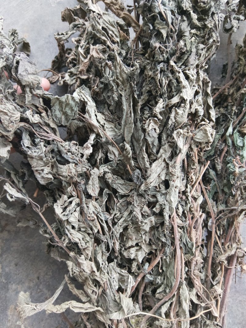 溪黄草