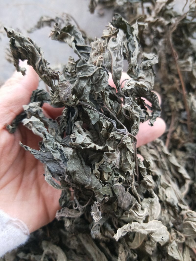 溪黄草
