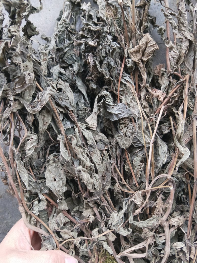 溪黄草