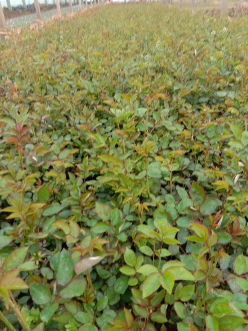 多品种月季，丰花，红帽，大花月季，基地种植绿化工程用苗