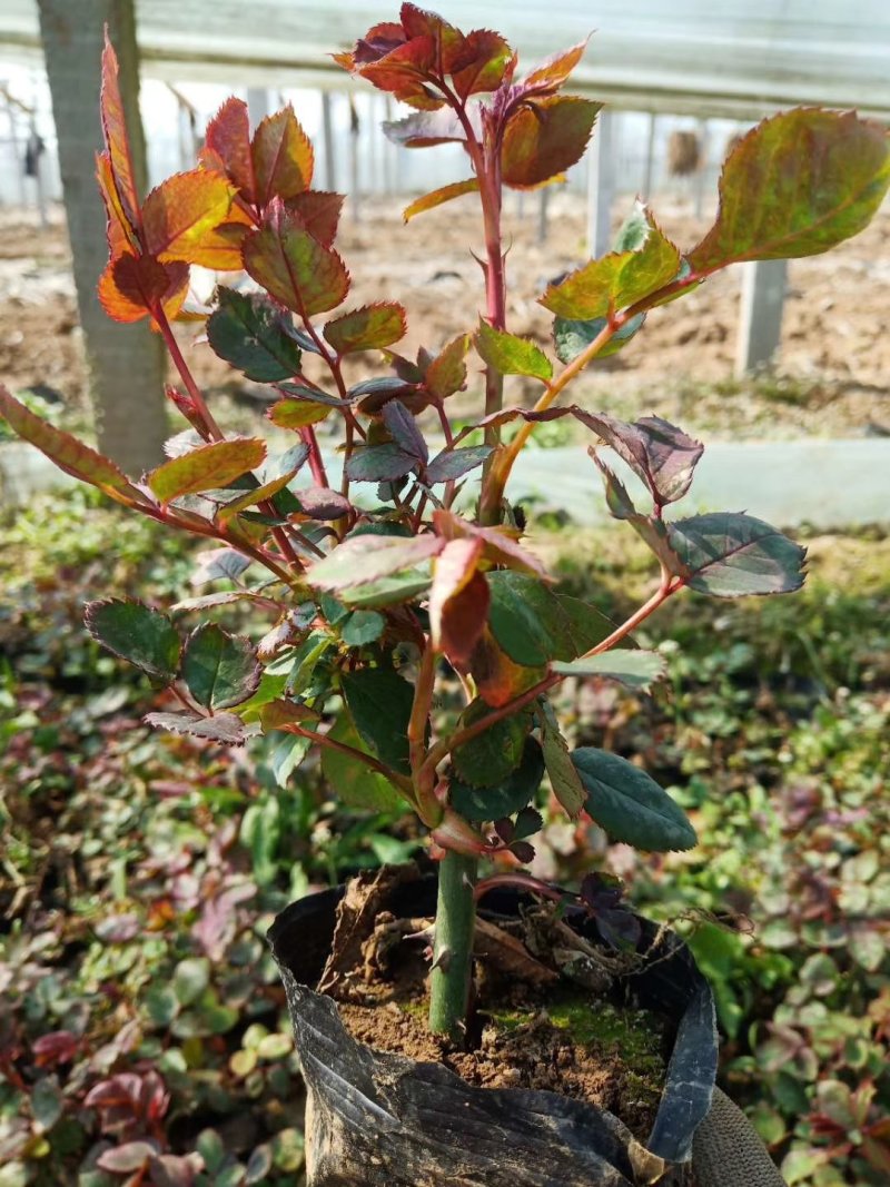 多品种月季，丰花，红帽，大花月季，基地种植绿化工程用苗