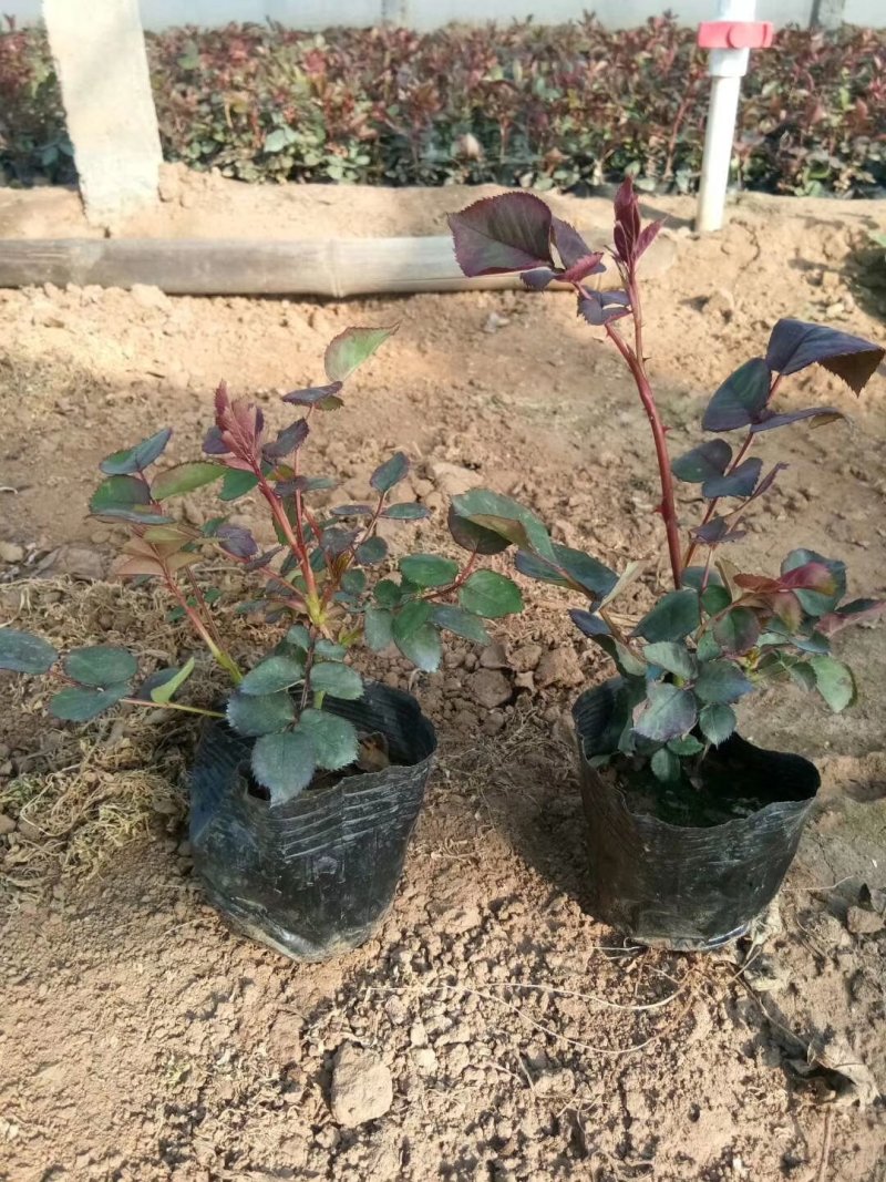 多品种月季，丰花，红帽，大花月季，基地种植绿化工程用苗
