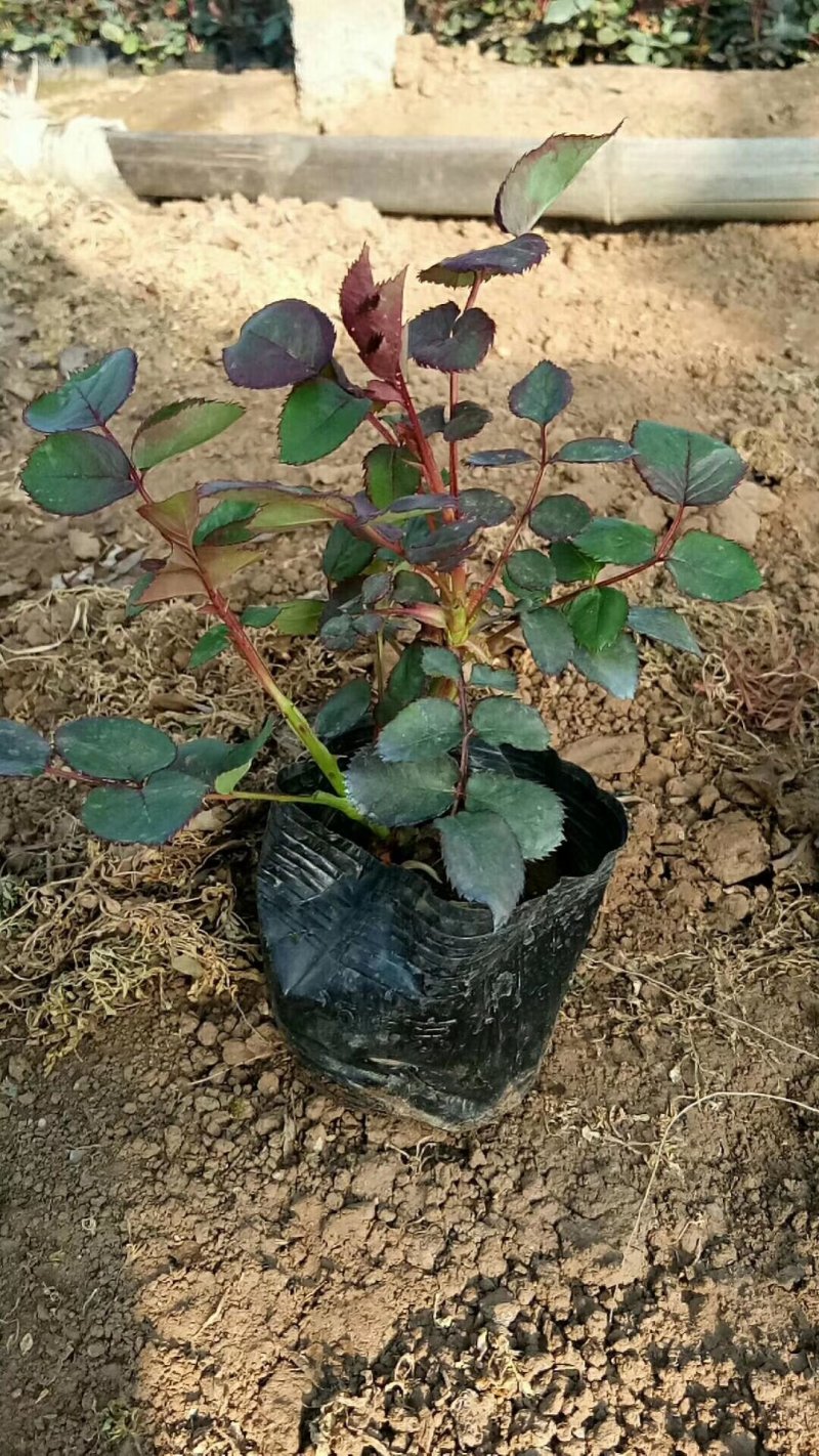 多品种月季，丰花，红帽，大花月季，基地种植绿化工程用苗