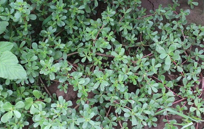 速冻野生马齿苋五方草马蜂菜蚂蚱菜饺子包子馅批发