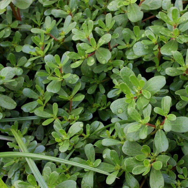 速冻野生马齿苋五方草马蜂菜蚂蚱菜饺子包子馅批发