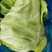 尖头包菜