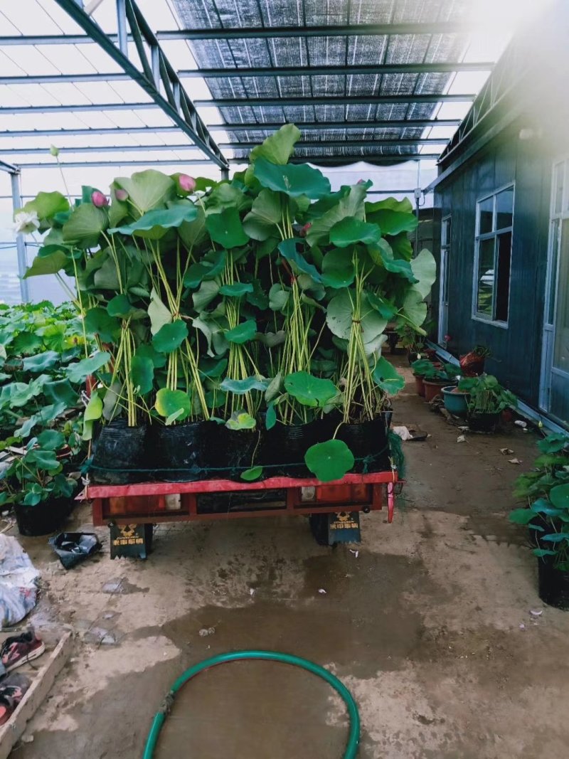 荷花