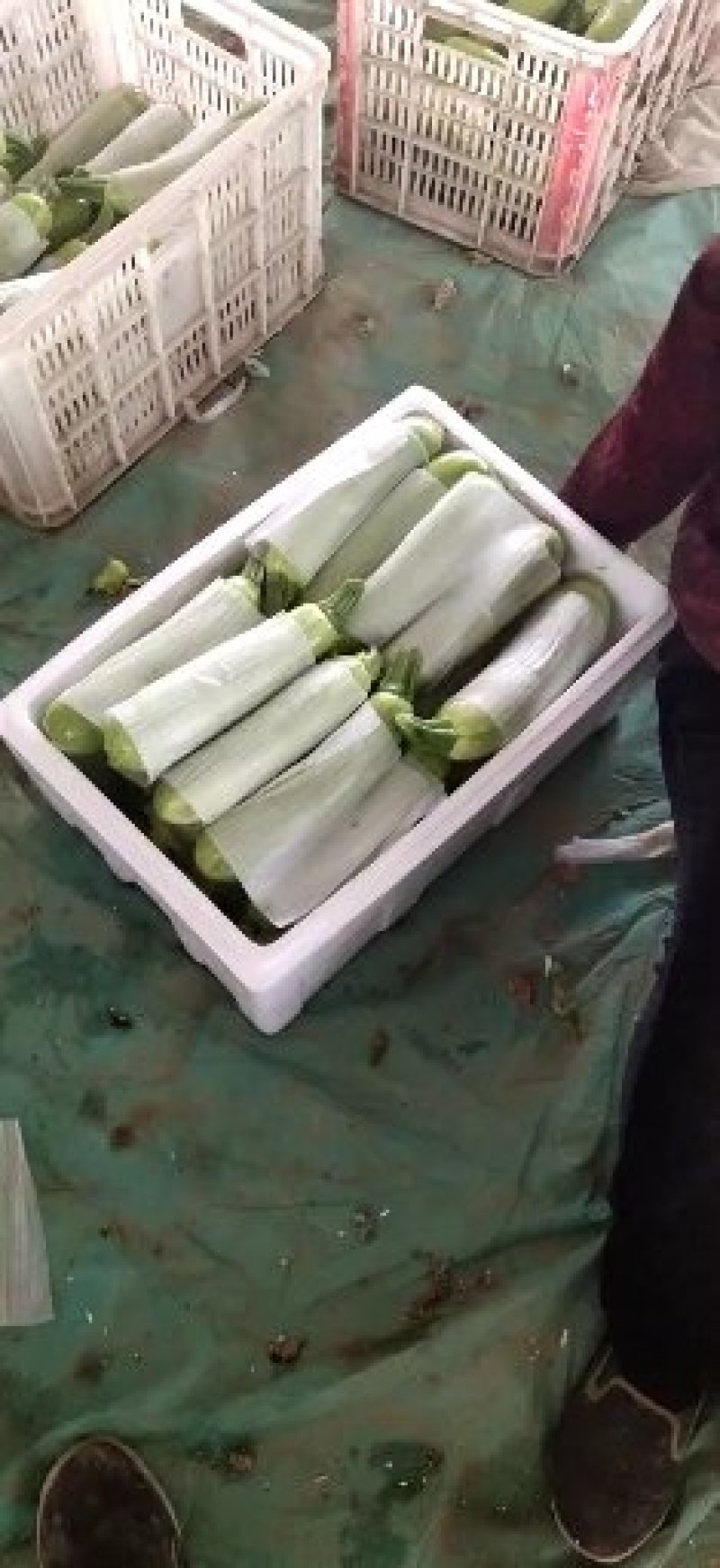 万亩西葫芦基地大量上市中，全国代发，一条龙服务！