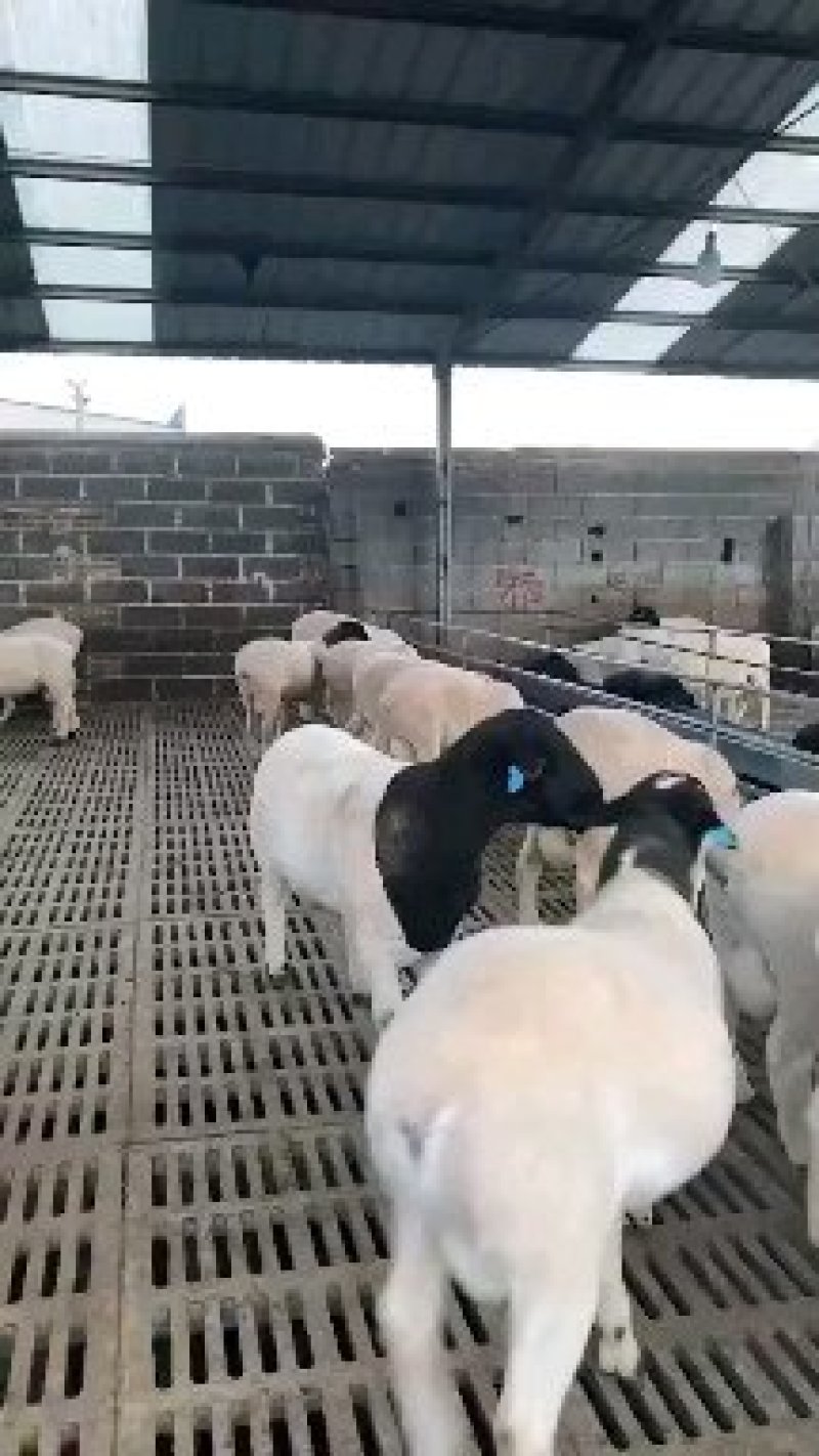 杜泊羊价格甘肃哪里有出售纯种杜泊羊的