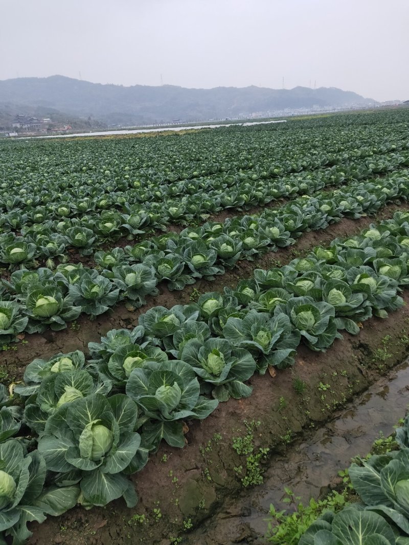 甘蓝、福建霞浦油包大量上市、地头直供、