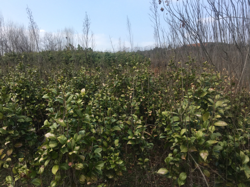 茶花树