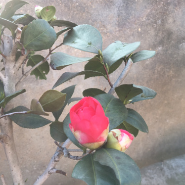 茶花树