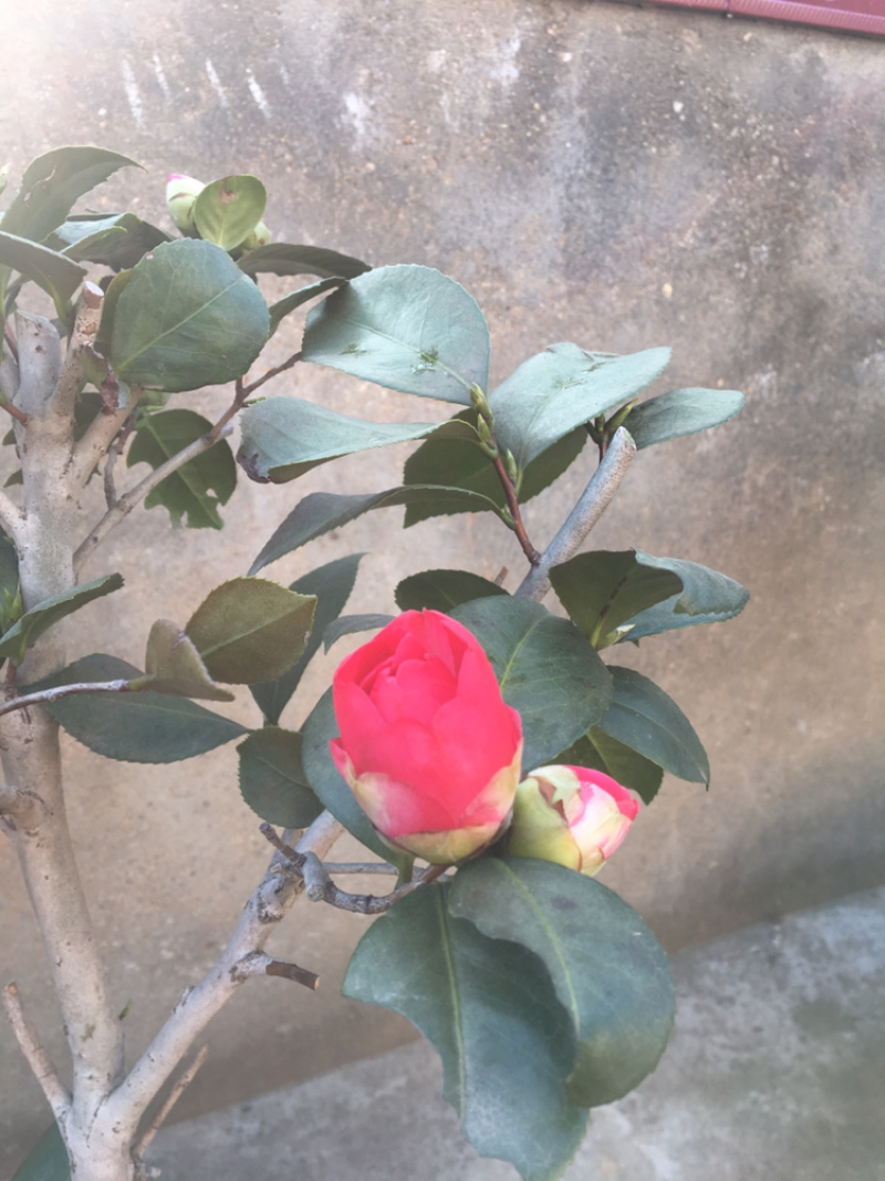 茶花树