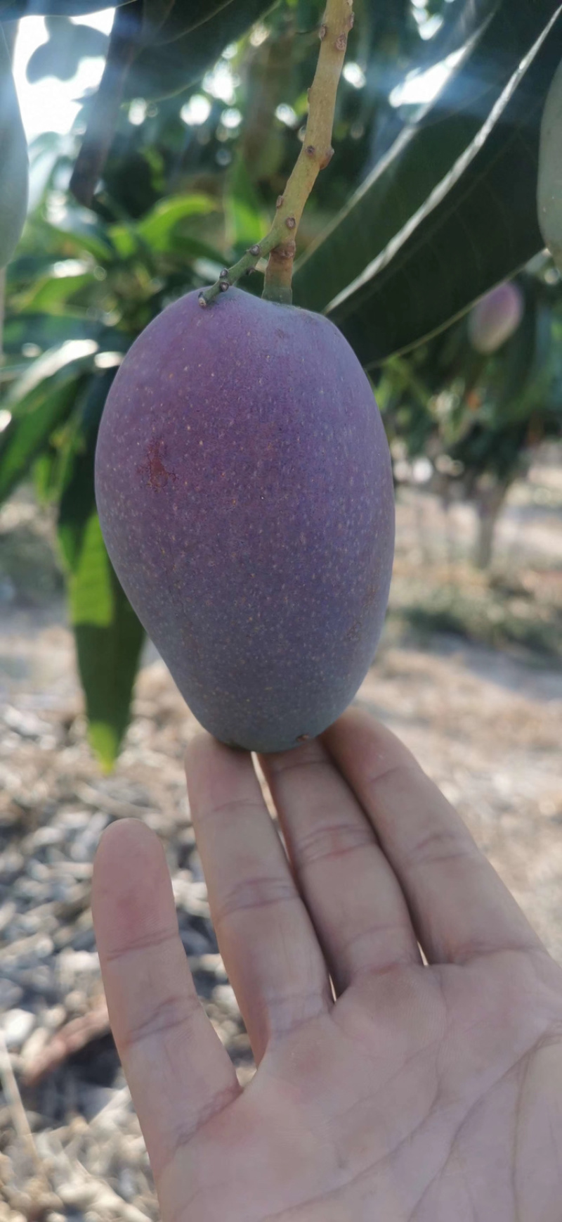海南芒果，金黄台农红金龙各种芒果