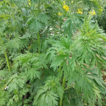 野生益母草