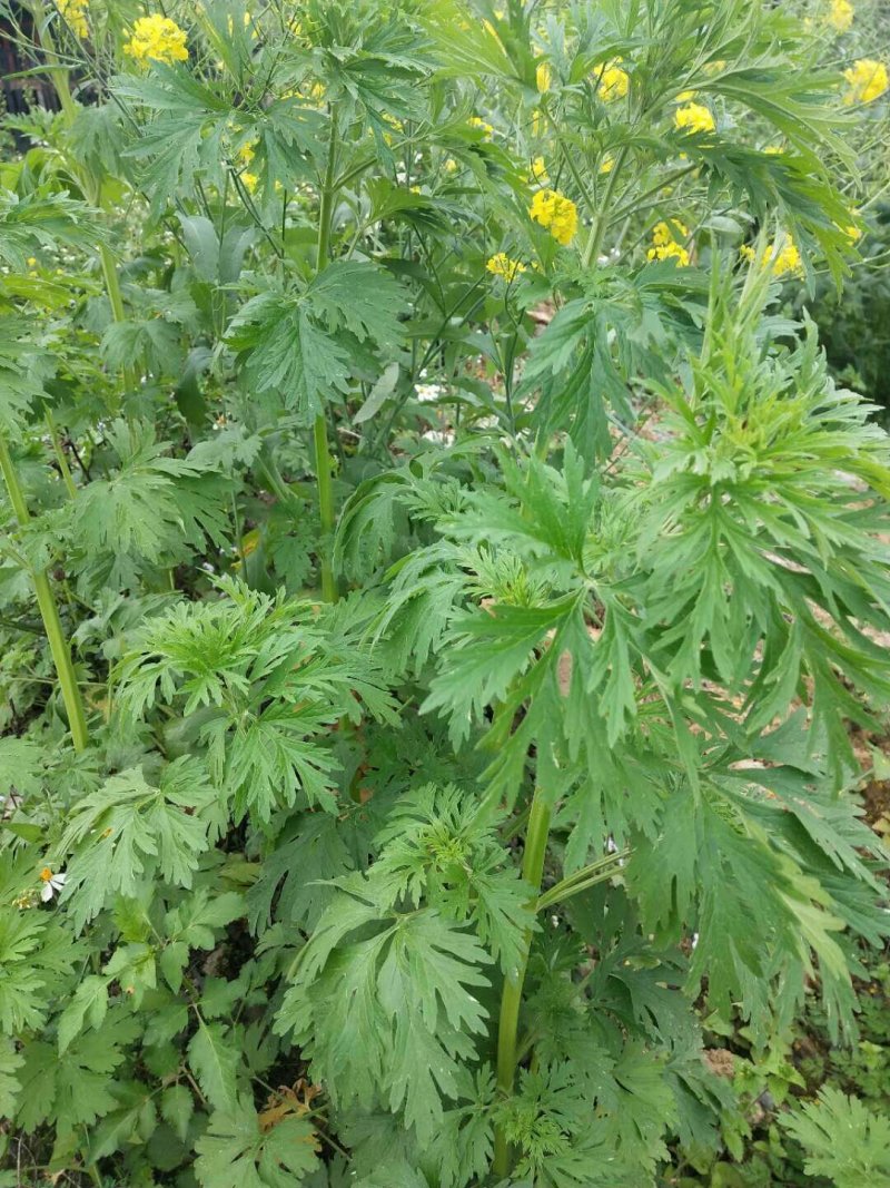 野生益母草