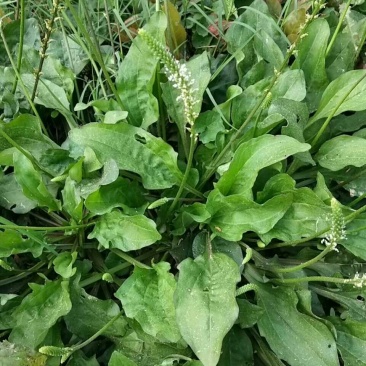 野生车前草