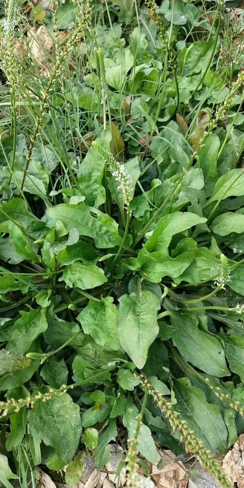 野生车前草