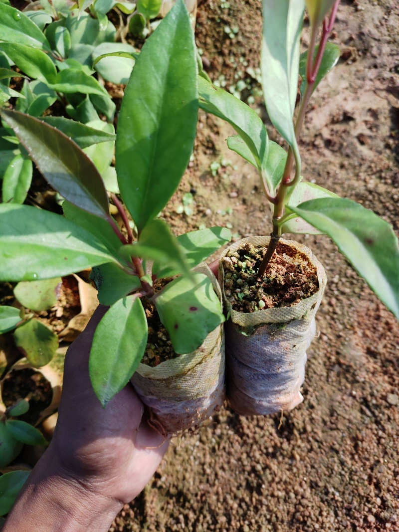黑老虎布福娜苗原生态特色水果布福娜种植开发