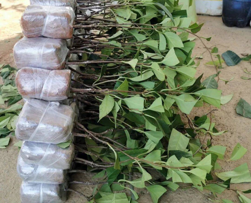 黑老虎布福娜苗原生态特色水果布福娜种植开发