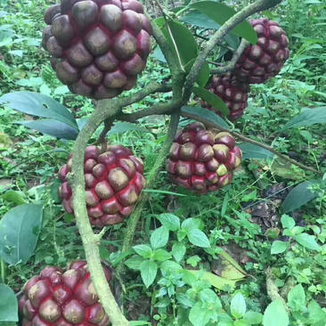 黑老虎布福娜苗原生态特色水果布福娜种植开发