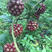 黑老虎布福娜苗原生态特色水果布福娜种植开发