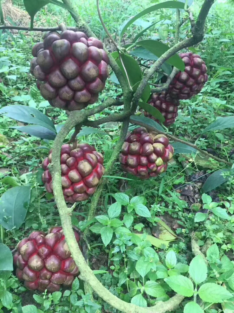 黑老虎布福娜苗原生态特色水果布福娜种植开发