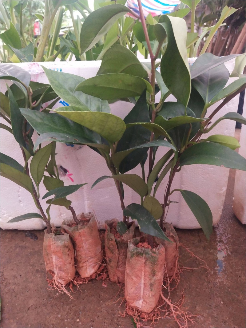 黑老虎布福娜苗原生态特色水果布福娜种植开发