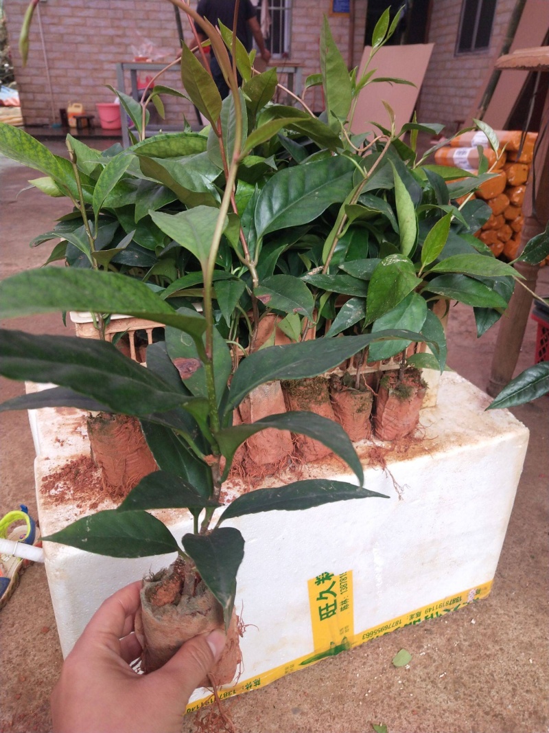 黑老虎布福娜苗原生态特色水果布福娜种植开发