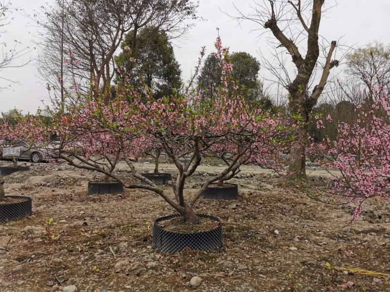 桃树造型桃树大量供应绿化桃树