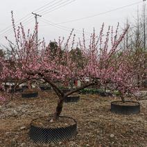 桃树造型桃树大量供应绿化桃树