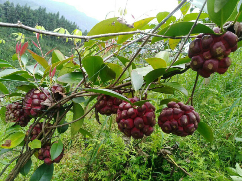 黑老虎粉红一号苗品种大血藤恶魔果苗当年结果
