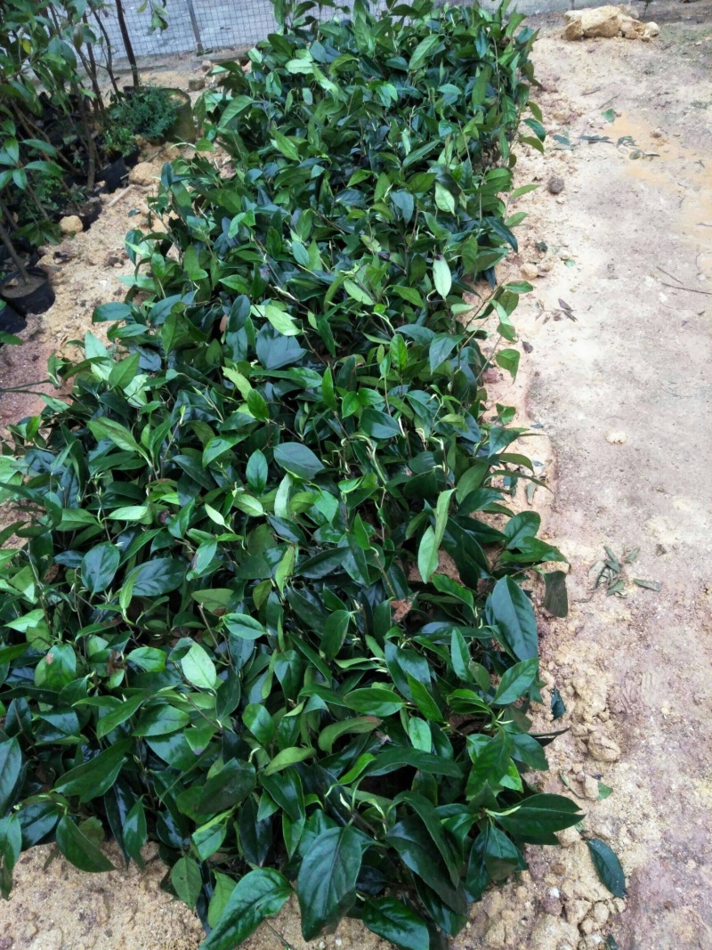 黑老虎粉红一号苗品种大血藤恶魔果苗当年结果