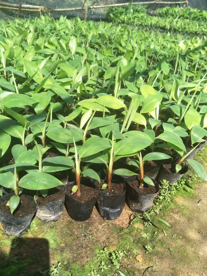 红蕉苗苗高15-30厘米带杯发货当年结果