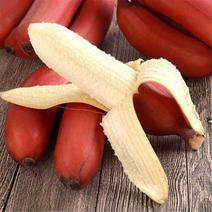 红蕉苗苗高15-30厘米带杯发货当年结果